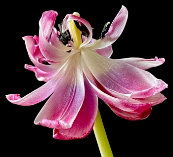 Claudia Bulut - Fineart Photography