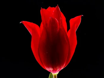 Claudia Bulut - Fineart Photography