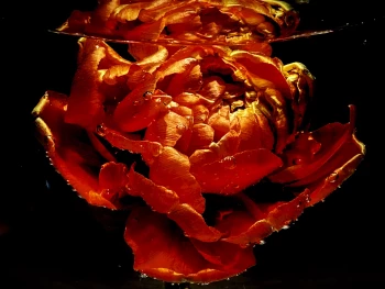 Claudia Bulut - Fineart Photography