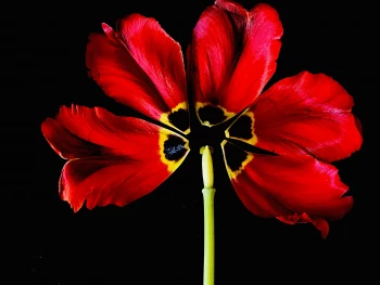 Claudia Bulut - Fineart Photography