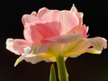 Claudia Bulut - Fineart Photography