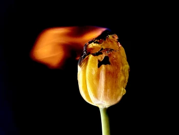 Claudia Bulut - Fineart Photography