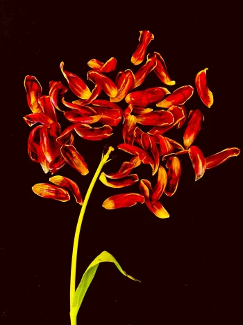 Claudia Bulut - Fineart Photography - Flowers