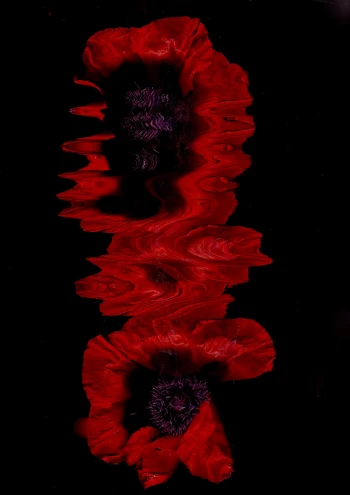 Claudia Bulut - Fineart Photography - Flowers