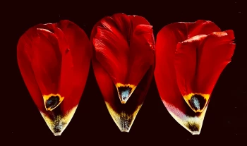 Claudia Bulut - Fineart Photography - Flowers