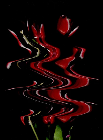 Claudia Bulut - Fineart Photography - Flowers