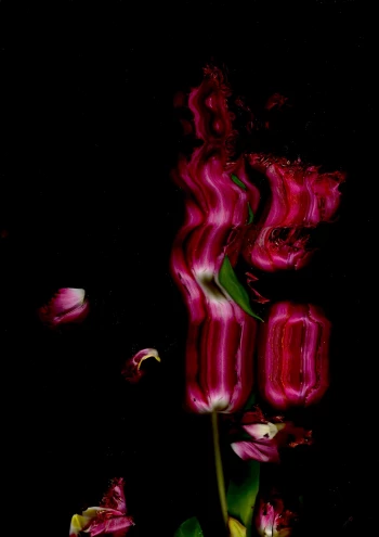 Claudia Bulut - Fineart Photography - Flowers