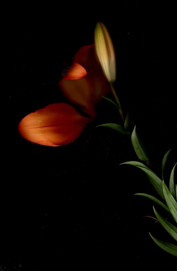 Claudia Bulut - Fineart Photography - Flowers