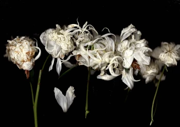 Claudia Bulut - Fineart Photography - Flowers