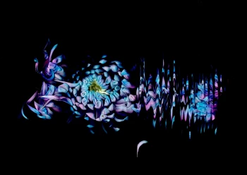 Claudia Bulut - Fineart Photography - Flowers