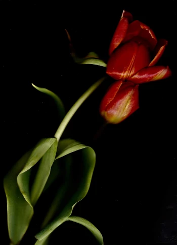 Claudia Bulut - Fineart Photography - Flowers